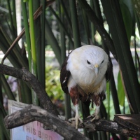 FotoFolio: Philippine Eagle Center, Davao (eagles, and more!)